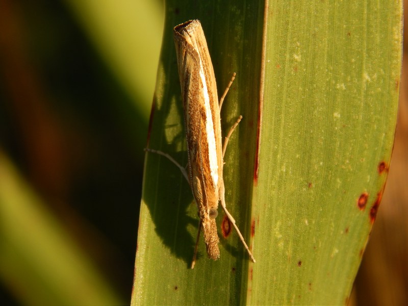 Agriphila tristella?